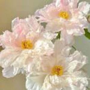 🎀 日安富贵🧸ྀིྀི