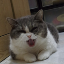 ᓚᘏᗢKIKKOᗢᘏᓗ