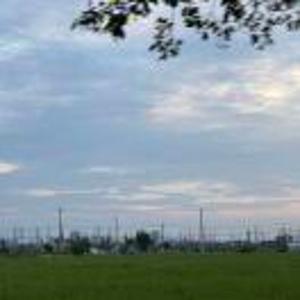 在向日葵里苟着